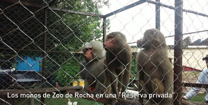 monos rocha