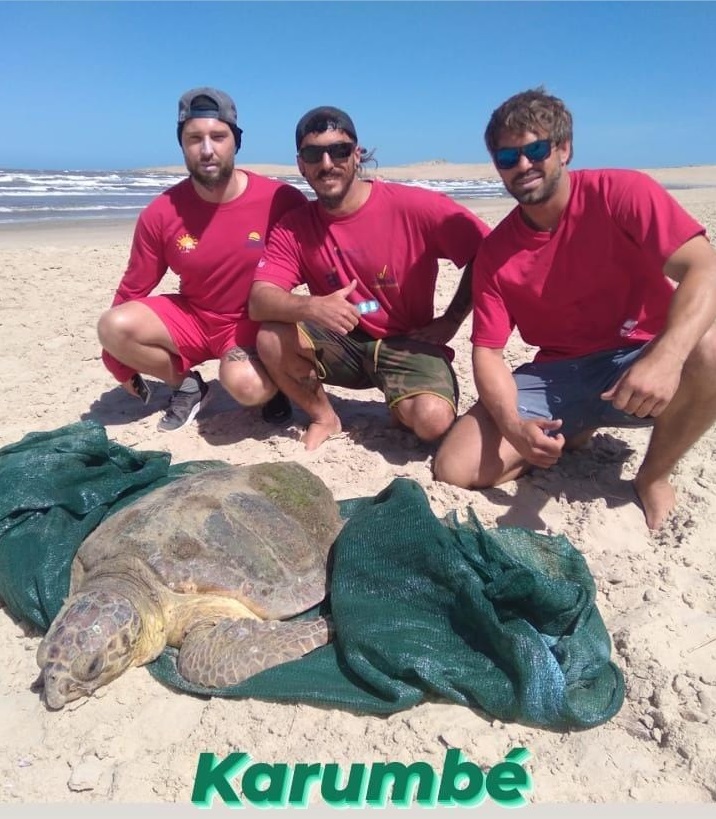 Tortuga cabezona rescatada en Valizas, Uruguay